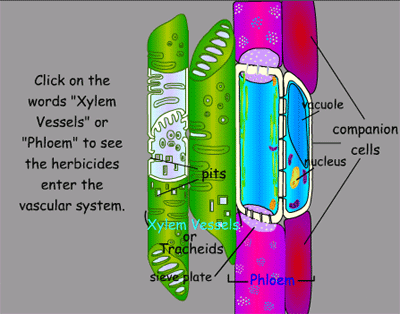 xylem and phloem. of the xylem and phloem.