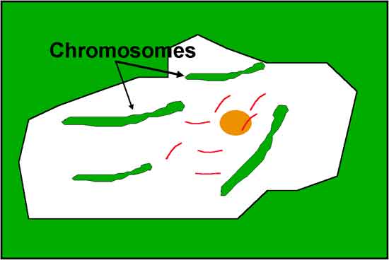 chromosomes in plant cell. by the plant cell and the